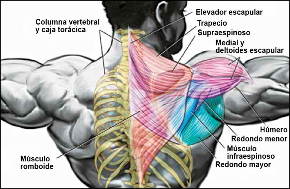 musculos de la espalda